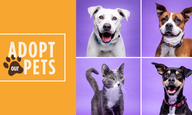 Adopt a pet cared for by ACC Vet Techs