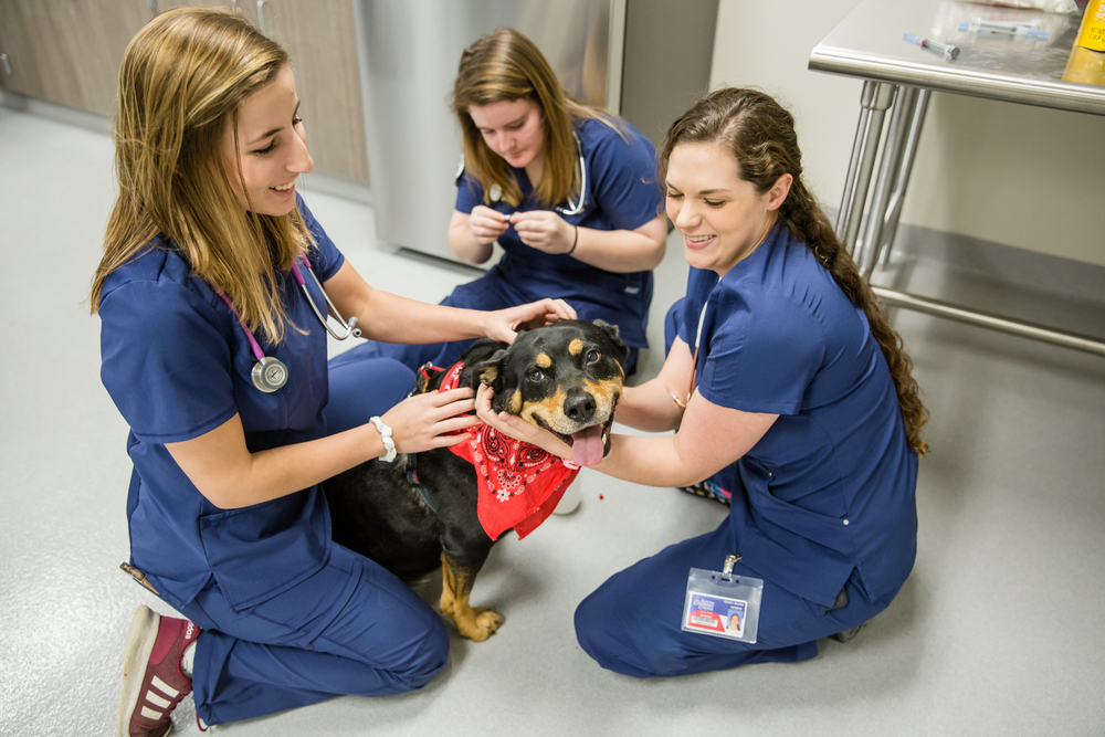 Job Spotlight: Work with ACC pets & get paid | ACC Facstaff Infohub