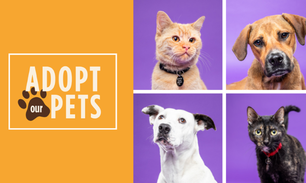 Our summer pets are ready for adoption