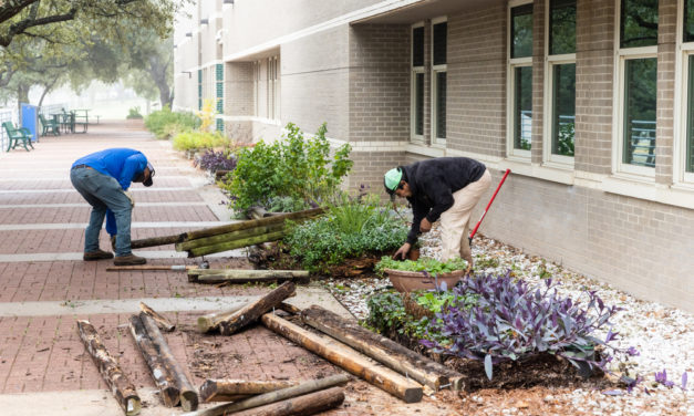 Campus Updates: ACC Northridge landscaping renovations
