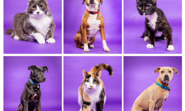 ACC’s summer pets are ready for adoption
