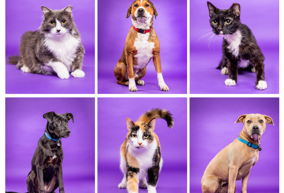 ACC’s summer pets are ready for adoption