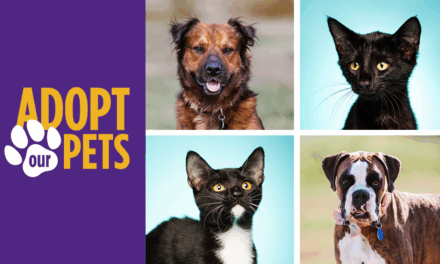 ACC’s Fall 2025 Vet Tech Pets Are Ready for Their Forever Homes