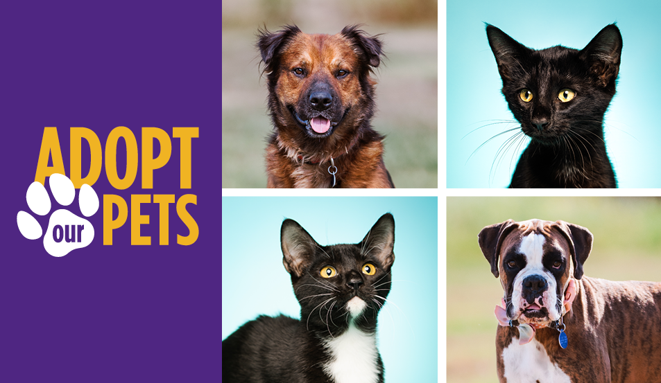 ACC’s Fall 2025 Vet Tech Pets Are Ready for Their Forever Homes