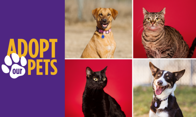 Pet Adoption in Central Texas: ACC Veterinary Technology Program Pets Ready for New Homes